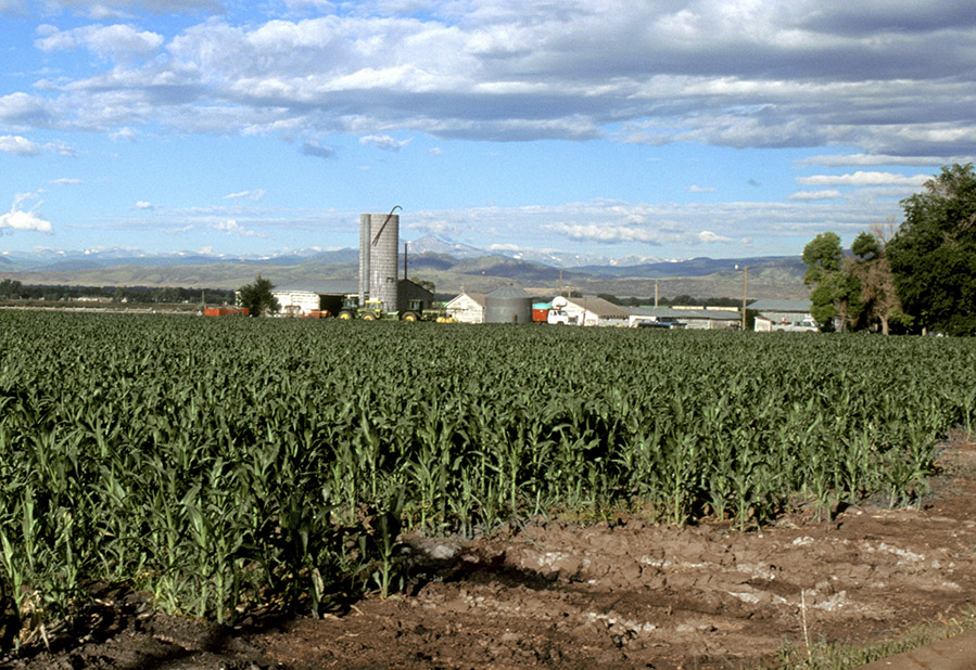 Kernels of Knowledge: How Land-Use Decisions Affect Crop Productivity