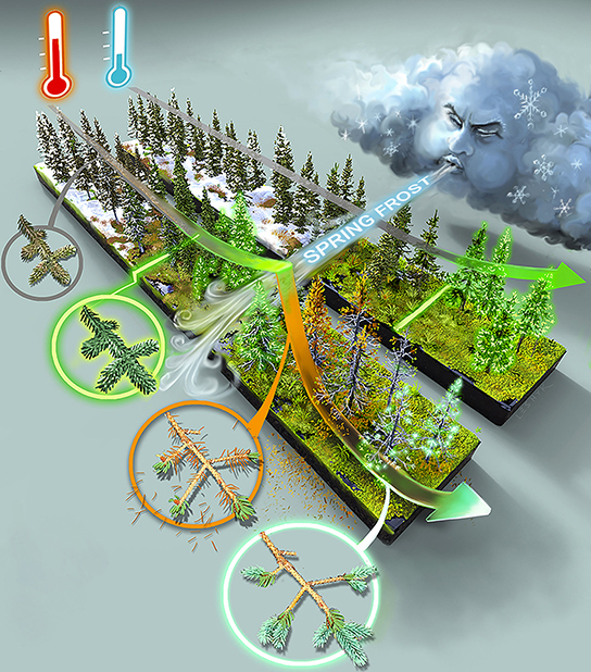 Warmer Temperatures Lengthen Growing Season, Increase Plants' Vulnerability to Frost