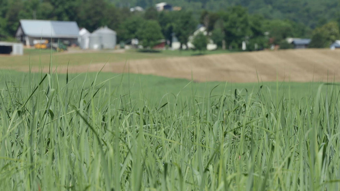 Diverse Biofeedstocks Have High Ethanol Yields and Offer Biorefineries Flexibility