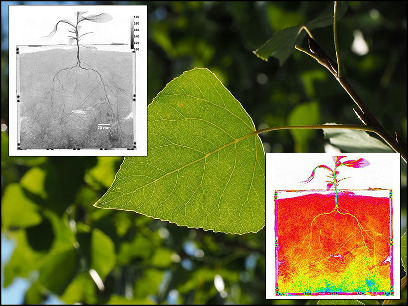 Get to the Root: Tiny Poplar Roots Extract More Water than Their Larger Counterparts after Drought