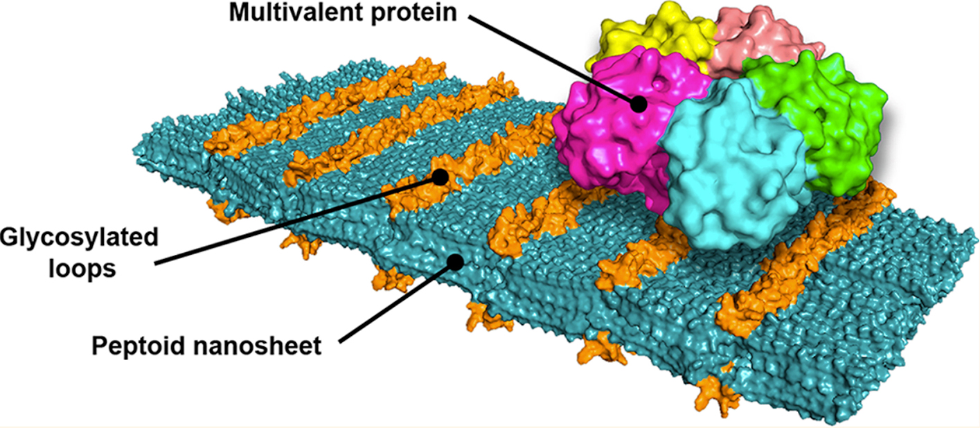 Sugar-Coated Sheets Selectively Target Pathogens