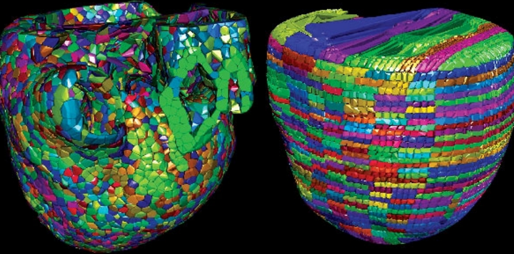 The Cardioid code developed by a team of Livermore and IBM scientists divides the heart into a large number of manageable pieces, or subdomains. The development team used two approaches, called Voronoi (left) and grid (right), to break the enormous computing challenge into much smaller individual tasks. Photo | Lawrence Livermore National Laboratory Cardioid.png