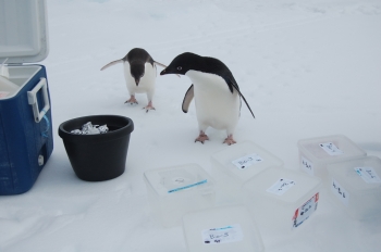 For years, researchers have known that certain elements of phytoplankton can possibly trap carbon dioxide from the atmosphere and remove iron from the ocean, but little is known about how iron is cycled and removed from the ocean. Argonne National Laboratory's Advanced Photon Source is helping scientists study climate by measuring the ratio of iron and silica in phytoplankton in Antarctica's Ross Sea. In this photo, a couple of Adelie penguins are checking out some of the samples of phytoplankton collected by researchers in Antarctica. | Photo courtesy of Georgia Institute of Technology. For years, researchers have known that certain elements of phytoplankton can possibly trap carbon dioxide from the atmosphere and remove iron from the ocean, but little is known about how iron is cycled and removed from the ocean. Argonne National Laboratory's Advanced Photon Source is helping scientists study climate by measuring the ratio of iron and silica in phytoplankton in Antarctica's Ross Sea. In this photo, a couple of Adelie penguins are checking out some of the samples of phytoplankton collected by researchers in Antarctica. | Photo courtesy of Georgia Institute of Technology.