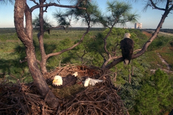 While our National Laboratories and other research centers across the U.S. house some of the nation's most advanced technology and research facilities, the Department of Energy is also working to preserve the wildlife and ecosystems surrounding these locations.
This image from 1992 is from another remarkable science and innovation center, NASAâs Kennedy Space Center. This photo is in a <a href="http://www.nasa.gov/centers/kennedy/news/eagles.html" target="_blank">series of remarkable shots</a> documenting the daily lives of two of the most famous residents: the southern bald eagles that inhabit an enormous nest on the Kennedy Parkway North. Each fall, eagles take up residence in the nest to breed a new generation. That year, a rare and unique event was captured by a camera hidden in the tree -- a second clutch of eggs was laid, even though a healthy eaglet was born just one month earlier. While it is impossible to determine if it is the same eagles returning each year, the continued tolerance shown by this pair to the human presence seems to indicate that they are the same couple.
If you love wildlife photos, be sure to check out our <a href="http://pinterest.com/energy/wildlife-of-the-national-labs/" target="_blank">Pinterest board dedicated to wildlife surrounding the 17 National Laboratories</a> and photos of the bald eagle chicks that hatched at the Energy Department's <a href="https://www.facebook.com/photo.php?fbid=10151427284621330&set=a.10151427284456330.1073741838.273203686329&type=1">Hanford Site</a>. | Photo courtesy of NASA. While our National Laboratories and other research centers across the U.S. house some of the nation's most advanced technology and research facilities, the Department of Energy is also working to preserve the wildlife and ecosystems surrounding these locations.
This image from 1992 is from another remarkable science and innovation center, NASAâs Kennedy Space Center. This photo is in a <a href="http://www.nasa.gov/centers/kennedy/news/eagles.html" target="_blank">series of remarkable shots</a> documenting the daily lives of two of the most famous residents: the southern bald eagles that inhabit an enormous nest on the Kennedy Parkway North. Each fall, eagles take up residence in the nest to breed a new generation. That year, a rare and unique event was captured by a camera hidden in the tree -- a second clutch of eggs was laid, even though a healthy eaglet was born just one month earlier. While it is impossible to determine if it is the same eagles returning each year, the continued tolerance shown by this pair to the human presence seems to indicate that they are the same couple.
If you love wildlife photos, be sure to check out our <a href="http://pinterest.com/energy/wildlife-of-the-national-labs/" target="_blank">Pinterest board dedicated to wildlife surrounding the 17 National Laboratories</a> and photos of the bald eagle chicks that hatched at the Energy Department's <a href="https://www.facebook.com/photo.php?fbid=10151427284621330&set=a.10151427284456330.1073741838.273203686329&type=1">Hanford Site</a>. | Photo courtesy of NASA.