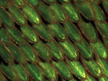 What do butterflies and solar cell research have in common? Both have been developing tiny crystals that selectively reflect colors. Over millions of years of evolution, butterfly wings have developed the tiny crystal nanostructures that give butterflies their vivid colors. At Argonne National Laboratory, scientists are working to manufacture these crystals, which could one day be used to create "greener" and more efficient paints, fiber optics and solar cells. In this photo, the iridescent scales of an emerald-patched Cattleheart butterfly are magnified 20 times to highlight the crystals that selectively reflect green colors. | Photo courtesy of Argonne National Laboratory. What do butterflies and solar cell research have in common? Both have been developing tiny crystals that selectively reflect colors. Over millions of years of evolution, butterfly wings have developed the tiny crystal nanostructures that give butterflies their vivid colors. At Argonne National Laboratory, scientists are working to manufacture these crystals, which could one day be used to create "greener" and more efficient paints, fiber optics and solar cells. In this photo, the iridescent scales of an emerald-patched Cattleheart butterfly are magnified 20 times to highlight the crystals that selectively reflect green colors. | Photo courtesy of Argonne National Laboratory.