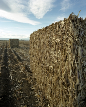 Corn stover includes plant waste material after harvest, which can then be used in the bioenergy production process. | Photo by Warren Gretz, National Renewable Energy Laboratory Corn stover includes plant waste material after harvest, which can then be used in the bioenergy production process. | Photo by Warren Gretz, National Renewable Energy Laboratory