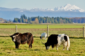 Cows like these in Skagit County, Washington, supply the biodigester developed by Kevin Maas of Farm Power up to 70,000 gallons of manure per day. The newest Farm Power facility in Washington generates enough electricity to power 500 homes. Photo courtesy of <a href="http://creativecommons.org/licenses/by-nc-nd/2.0/">sea_turtle</a>. Cows like these in Skagit County, Washington, supply the biodigester developed by Kevin Maas of Farm Power up to 70,000 gallons of manure per day. The newest Farm Power facility in Washington generates enough electricity to power 500 homes. Photo courtesy of <a href="http://creativecommons.org/licenses/by-nc-nd/2.0/">sea_turtle</a>.