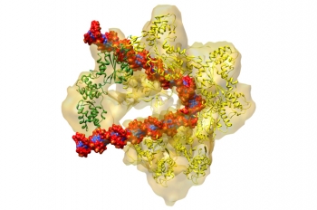 The DNA replication origin recognition complex (ORC) is a six-protein machine with a slightly twisted half-ring structure (yellow). ORC is proposed to wrap around and bend approximately 70 base pairs of double stranded DNA (red and blue). When a replication initiator Cdc6 (green) joins ORC, the partial ring is now complete and ready to load another protein onto the DNA. This last protein (not shown) is the enzyme that unwinds the double stranded DNA so each strand can be replicated. | Illustration courtesy of Brookhaven Lab. The DNA replication origin recognition complex (ORC) is a six-protein machine with a slightly twisted half-ring structure (yellow). ORC is proposed to wrap around and bend approximately 70 base pairs of double stranded DNA (red and blue). When a replication initiator Cdc6 (green) joins ORC, the partial ring is now complete and ready to load another protein onto the DNA. This last protein (not shown) is the enzyme that unwinds the double stranded DNA so each strand can be replicated. | Illustration courtesy of Brookhaven Lab.