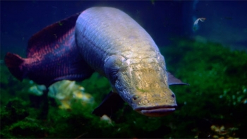 Arapaima gigas is an air-breathing fresh water fish in the Amazon Basin that swims with impunity through piranha-infested waters. | Photo courtesy of Jeff Kubina, National Geographic. Arapaima gigas is an air-breathing fresh water fish in the Amazon Basin that swims with impunity through piranha-infested waters. | Photo courtesy of Jeff Kubina, National Geographic.