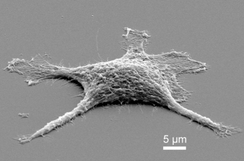 The first stage of the "zombie cell" only moderately heated, the cell is now pure silica and needed a gold coating for a scanning electron microscope to image it. | Photo courtesy of Sandia National Laboratories The first stage of the "zombie cell" only moderately heated, the cell is now pure silica and needed a gold coating for a scanning electron microscope to image it. | Photo courtesy of Sandia National Laboratories