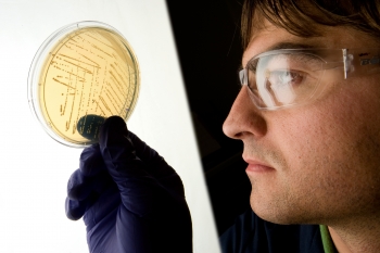A researcher examines a strain of the fermentation microorganism Zymomonas mobilis on a culture plate. NREL has genetically engineered and patented its own strains of Zymomonas mobilis to more effectively ferment the multiple sugars found in biomass as part of the cellulosic ethanol-to-renewable fuel conversion process. | Photo by Dennis Schroeder, NREL. A researcher examines a strain of the fermentation microorganism Zymomonas mobilis on a culture plate. NREL has genetically engineered and patented its own strains of Zymomonas mobilis to more effectively ferment the multiple sugars found in biomass as part of the cellulosic ethanol-to-renewable fuel conversion process. | Photo by Dennis Schroeder, NREL.
