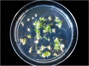 Agrivida, a biotechnology firm, is developing a plants with enzymes that will help reduce the costs of biofuels. | Photo courtesy of Agrivida. Agrivida, a biotechnology firm, is developing a plants with enzymes that will help reduce the costs of biofuels. | Photo courtesy of Agrivida.
