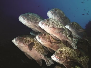 Image courtesy the Pacific Northwest National Laboratory's (PNNL) Marine Sciences Laboratory. Image courtesy the Pacific Northwest National Laboratory's (PNNL) Marine Sciences Laboratory.