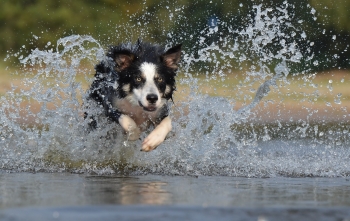Prepare to keep yourself--and your pets--cool, healthy, and comfortable during extreme heat. | FEMA News Photo Prepare to keep yourself--and your pets--cool, healthy, and comfortable during extreme heat. | FEMA News Photo