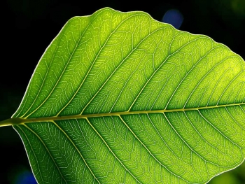 Plants capture CO2 and convert it into sugars that store energy. | Public Domain photo. Plants capture CO2 and convert it into sugars that store energy. | Public Domain photo.