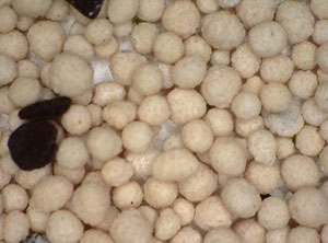 Magnified sample of product of the May 2016 simulant run. This is what IWTU product should look like: primarily carbonate granules with some coal particles. Magnified sample of product of the May 2016 simulant run. This is what IWTU product should look like: primarily carbonate granules with some coal particles.