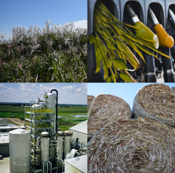 Biofuels are produced in a biorefinery (bottom left) from feedstocks such as corn stover (bottom right) and switchgrass (top left). Biofuels are produced in a biorefinery (bottom left) from feedstocks such as corn stover (bottom right) and switchgrass (top left).