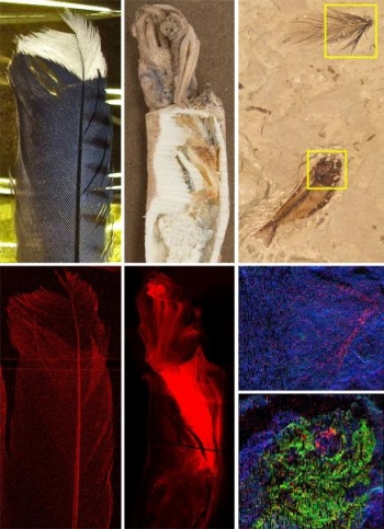 A collage of images. Top, optical images of: blue jay feather, squid, and fossil fish with feather. Bottom: x-ray images showing the distribution of copper (red) in the same organisms. | Photo Courtesy of Gregory Stewart, SLAC National Accelerator Laboratory A collage of images. Top, optical images of: blue jay feather, squid, and fossil fish with feather. Bottom: x-ray images showing the distribution of copper (red) in the same organisms. | Photo Courtesy of Gregory Stewart, SLAC National Accelerator Laboratory