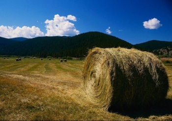 The Energy Departmentâs Bioenergy Technologies Office engages with the U.S. Department of Agriculture on many projects, including guidance on the proper removal of corn stover (non-edible corn husks, stalks, and leaves) from the field when it is used for cellulosic ethanol and other advanced biofuel production. A corn stover bale is pictured here. The Energy Departmentâs Bioenergy Technologies Office engages with the U.S. Department of Agriculture on many projects, including guidance on the proper removal of corn stover (non-edible corn husks, stalks, and leaves) from the field when it is used for cellulosic ethanol and other advanced biofuel production. A corn stover bale is pictured here.