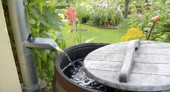 Rain barrels collect rain water and provide a free source of fresh water for your lawn. | Photo courtesy of iStockphoto/schulzie Rain barrels collect rain water and provide a free source of fresh water for your lawn. | Photo courtesy of iStockphoto/schulzie