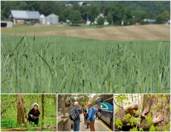 Energy crops planted for use at the Oak Ridge National Laboratory (ORNL). The Energy Department hosted a five-day Bioenergy Study Tour of the southeastern United States to highlight innovations that are bringing the region one step closer to a sustainable bioenergy industry.| Photos courtesy of DOE Energy crops planted for use at the Oak Ridge National Laboratory (ORNL). The Energy Department hosted a five-day Bioenergy Study Tour of the southeastern United States to highlight innovations that are bringing the region one step closer to a sustainable bioenergy industry.| Photos courtesy of DOE