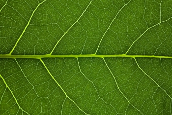 Sequencing the Genome of the Poplar Tree