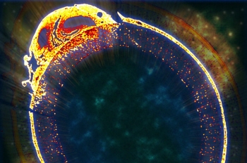 Biofilm for Carbon Capture