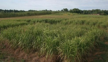The collaboration between FDC, PGH, and others helped create a new market for energy crops, like switchgrass in Virginia.