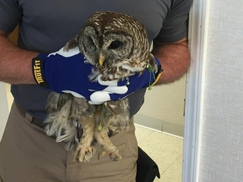 Swift & Staley Operations and Maintenance Manager Kyle Gore holds the injured barred owl.