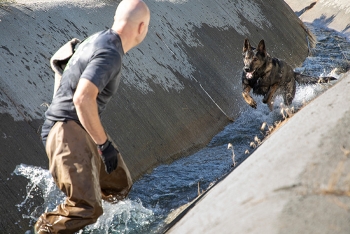 A trainer works on criminal apprehension with a canine as part of the Washington State Police Canine Associationâs training at the Hanford Site.