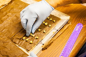 The germination rate of peas is measured underground at the Waste Isolation Pilot Plant.