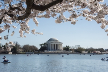 Cherry Blossoms