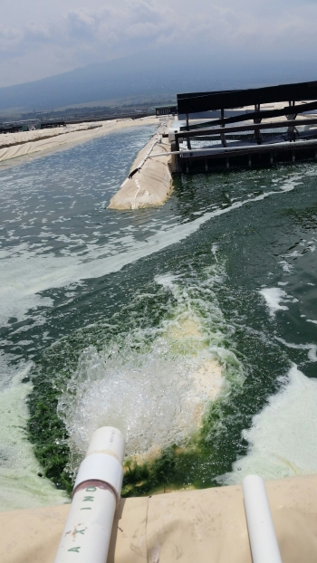 Microalgae culture raceway at HOST Park, a water resource-intensive process