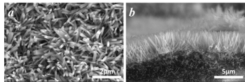 Figure 1: Scanning electron microscopy (SEM) images of ZnO nanoarray on the cordierite: (a) top view; (b) cross-section view.