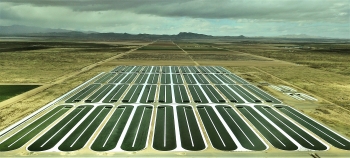 Commercial production-scale algae cultivation ponds.