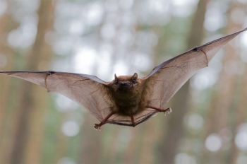 Brown bat with its wings spread, flying.