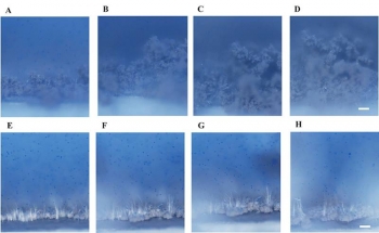 Optical images of sodium deposited from an electrolyte as electrical current of 1 mA/cm2 (seeded with blue particles for visualizing the associated flow of electrolyte). Optical images of sodium deposited from an electrolyte as electrical current of 1 mA/cm2 (seeded with blue particles for visualizing the associated flow of electrolyte).