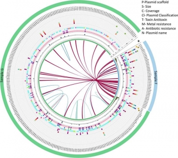 Visualization shows circular plasmids (mobile genetic elements) from two ground water samples taken in Oak Ridge, Tennessee (sample F, blue; sample G; green). Using a newly devised method, researchers discovered more than 600 plasmids. Visualization shows circular plasmids (mobile genetic elements) from two ground water samples taken in Oak Ridge, Tennessee (sample F, blue; sample G; green). Using a newly devised method, researchers discovered more than 600 plasmids.