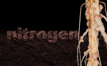 Root nodules, which allow some bacteria to fix nitrogen into soils for greater plant productivity, have a surprisingly complex metabolism, which could be optimized to develop more sustainable agriculture. Root nodules, which allow some bacteria to fix nitrogen into soils for greater plant productivity, have a surprisingly complex metabolism, which could be optimized to develop more sustainable agriculture.