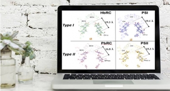 Researchers compared the structures of four centers in photosynthesis electron transfer: the Heliobacterial reaction center (HbRC; green), the purple bacterial reaction center (PbRC, red), and Photosystem I (PSI, blue) and Photosystem II (PSII, yellow). Researchers compared the structures of four centers in photosynthesis electron transfer: the Heliobacterial reaction center (HbRC; green), the purple bacterial reaction center (PbRC, red), and Photosystem I (PSI, blue) and Photosystem II (PSII, yellow).