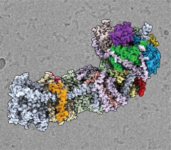 Researchers created a precise model of the atoms (shown as spheres) and the proteins (colored areas) in a protein complex thatâs key to using sunlight and carbon dioxide efficiently to make sugar, starches, and oil in blue-green algae. Researchers created a precise model of the atoms (shown as spheres) and the proteins (colored areas) in a protein complex thatâs key to using sunlight and carbon dioxide efficiently to make sugar, starches, and oil in blue-green algae.