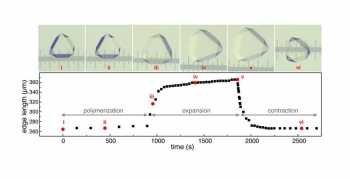 Hybrids expand and contract. Light micrographs (top) show the expansion and contraction of a crystal-gel hybrid. In the top, i-vi correspond to the red circles (time points) in the bottom. The separation between the rulerâs major ticks is 100 micrometers. Hybrids expand and contract. Light micrographs (top) show the expansion and contraction of a crystal-gel hybrid. In the top, i-vi correspond to the red circles (time points) in the bottom. The separation between the rulerâs major ticks is 100 micrometers.