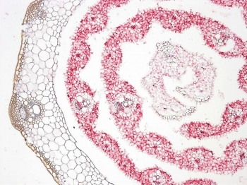 Inside the long leaf and leaf sheath of a model grass, plants store a six-carbon sugar (red, immunolabeling). Understanding how plants pack in the sugar could help in engineering sorghum plants to produce more sugars for biofuels. Inside the long leaf and leaf sheath of a model grass, plants store a six-carbon sugar (red, immunolabeling). Understanding how plants pack in the sugar could help in engineering sorghum plants to produce more sugars for biofuels.