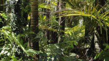 Tree death shuts off photosynthesis and increases carbon release (from dead wood), leaving more carbon dioxide in the atmosphere. Tree death shuts off photosynthesis and increases carbon release (from dead wood), leaving more carbon dioxide in the atmosphere.