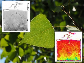Composite images of 16 radiographs of 11-week-old poplar seedling in sand (top). The intensity indicates water content (bottom). Composite images of 16 radiographs of 11-week-old poplar seedling in sand (top). The intensity indicates water content (bottom).