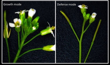 Studies of a modified small flowering plant show that plants defending themselves against insect attack grow more slowly & produce fewer flowers (right). When not defending themselves, plants grow faster & produce more flowers (left)âand ultimately seeds. Studies of a modified small flowering plant show that plants defending themselves against insect attack grow more slowly & produce fewer flowers (right). When not defending themselves, plants grow faster & produce more flowers (left)âand ultimately seeds.