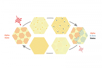 Single pulses of laser light can switch tantalum disulfide from one state to another and back again. This image illustrates how the material switches between its alpha and beta states. Switches like this could lead to new forms of data storage. Single pulses of laser light can switch tantalum disulfide from one state to another and back again. This image illustrates how the material switches between its alpha and beta states. Switches like this could lead to new forms of data storage.