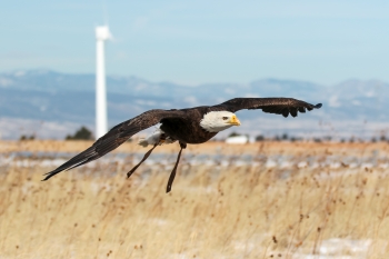A bald eagle flying over a field in front of a wind turbine.
