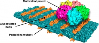 A molecular model of the teamâs designer nanosheet shows loop structures of sugars that bind to the Shiga toxin, which causes dysentery. Artificial peptides, named peptoids by the inventing team, assemble themselves into ordered nanosheets. A molecular model of the teamâs designer nanosheet shows loop structures of sugars that bind to the Shiga toxin, which causes dysentery. Artificial peptides, named peptoids by the inventing team, assemble themselves into ordered nanosheets.