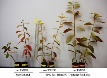 Poplar cuttings inoculated with M. elongata strain PM193 (far right) grow larger in 30 percent forest soil / 70 percent sand than without PM193 (middle). On the left are controls grown in sterile sand. (Chih-Ming Hsu). Poplar cuttings inoculated with M. elongata strain PM193 (far right) grow larger in 30 percent forest soil / 70 percent sand than without PM193 (middle). On the left are controls grown in sterile sand. (Chih-Ming Hsu).